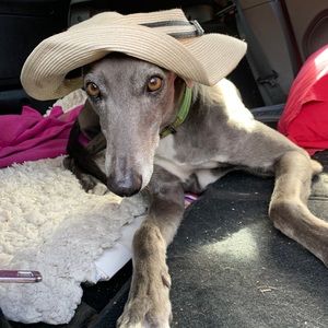 Meet your Posher, Kate